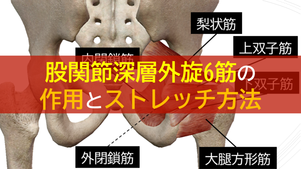 股関節深層外旋6筋の作用とストレッチ方法 理学療法士による臨床のためのブログ