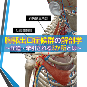 胸郭出口症候群の解剖学～圧迫・牽引される3か所とは～