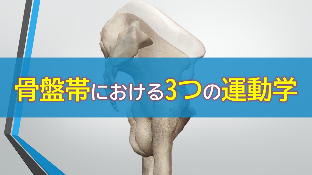 骨盤帯における3つの運動学