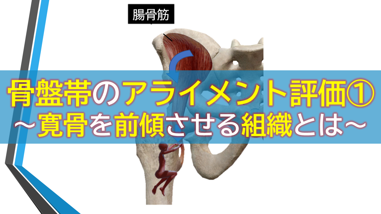 骨盤帯のアライメント評価①～寛骨を前傾させる組織とは～