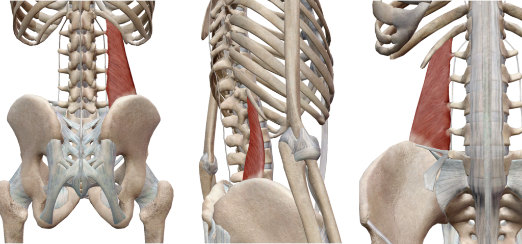 腰方形筋の機能解剖学とその役割 理学療法士による理学療法士のためのブログ