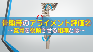 骨盤のアライメント評価②～寛骨を後傾させる組織とは～