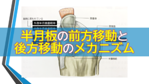 半月板の前方移動と後方移動のメカニズム