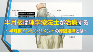 半月板は理学療法士がアプローチする～半月板インピンジメントの原因組織とは～