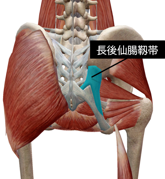 仙腸関節のニューテーションとカウンターニューテーションを制御する筋肉および靱帯 理学療法士による理学療法士のためのブログ