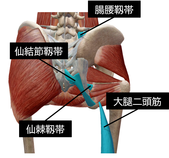 仙腸関節のニューテーションとカウンターニューテーションを制御する筋肉および靱帯 理学療法士による理学療法士のためのブログ