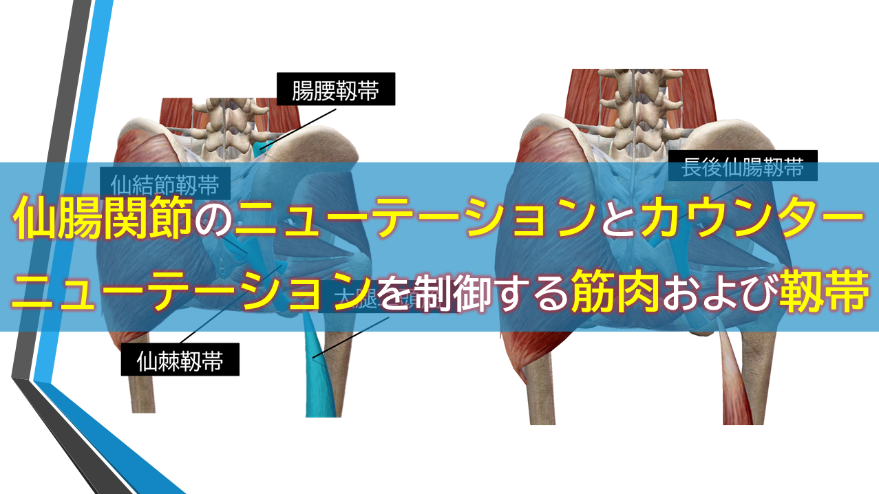 仙腸関節のニューテーションとカウンターニューテーションを制御する筋肉および靱帯