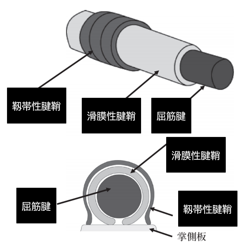 ばね指の理学療法 知っておきたい手指の靱帯構造 理学療法士による理学療法士のためのブログ