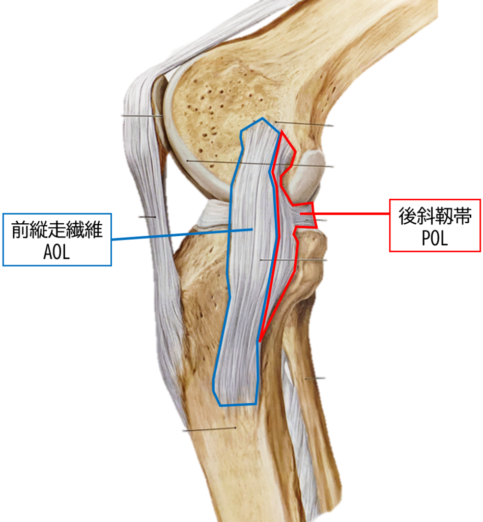 膝関節内側側副靱帯 Mcl の解剖学と臨床所見 理学療法士による臨床のためのブログ