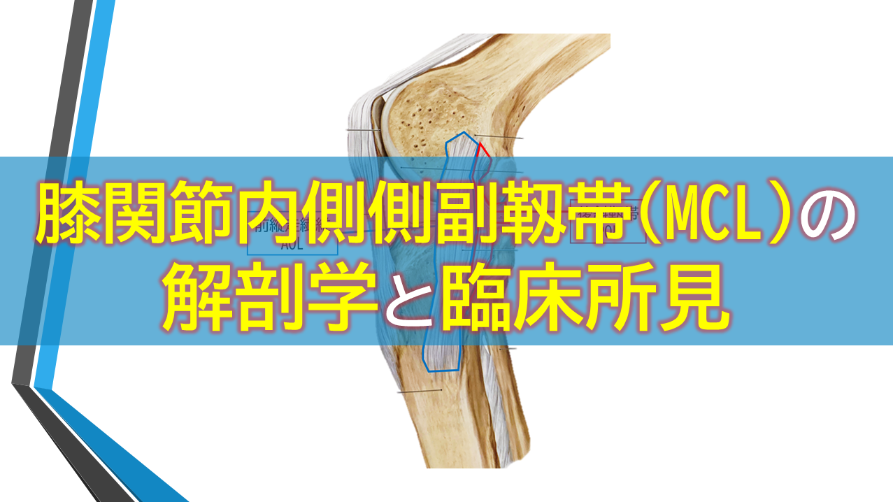 膝関節内側側副靱帯(MCL)の解剖学と臨床所見