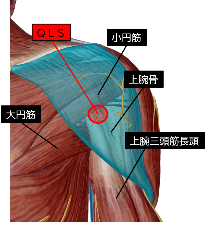 肩関節のｑｌｓ部で生じる疼痛の評価とｑｌｓの触診方法 理学療法士による理学療法士のためのブログ