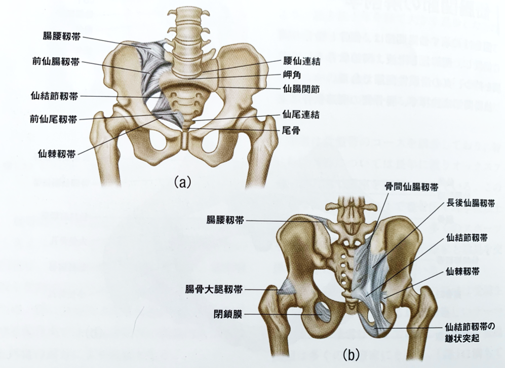 仙腸関節の理学療法まとめ①〜仙腸関節の機能解剖学と2つの役割〜 - forPT ONLINE