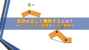 足部が正しく機能するとは？ーウィンドラス機構とトラス機構ー