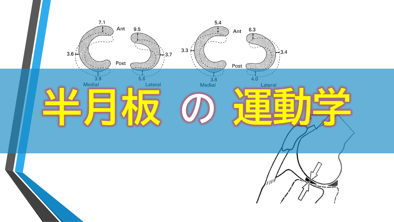 半月板の運動学 理学療法士による理学療法士のためのブログ