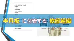 半月板に付着する軟部組織