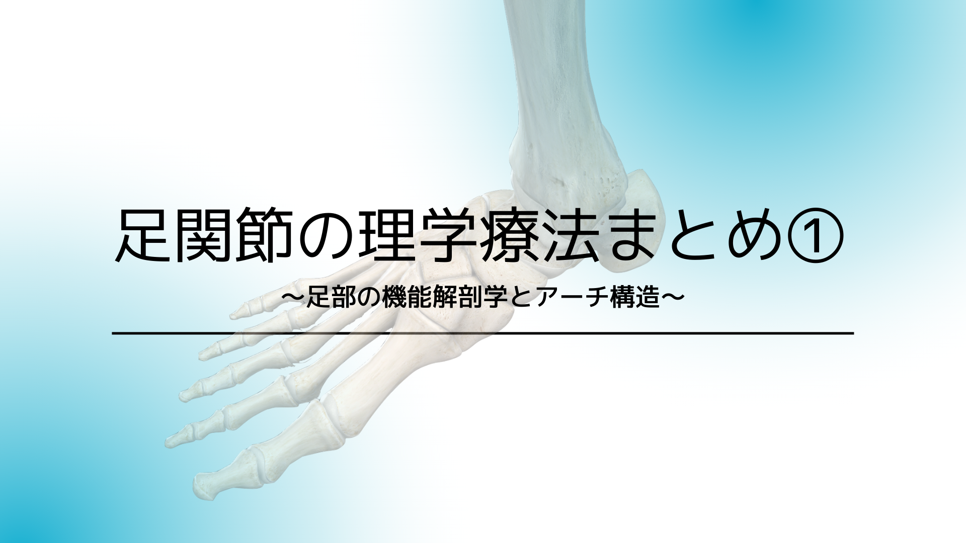 足関節の理学療法まとめ①〜足部の機能解剖学とアーチ構造〜