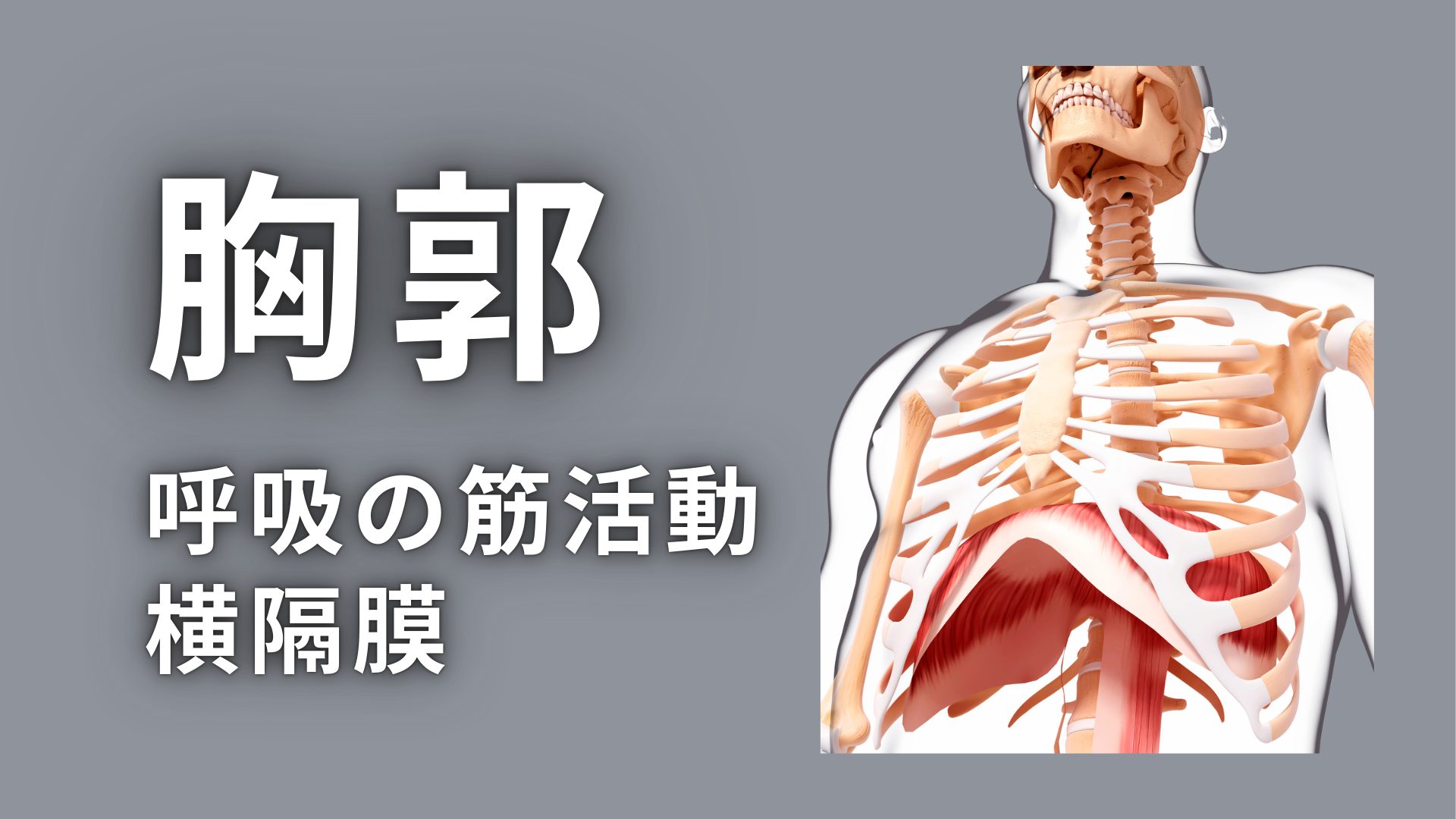 胸郭の呼吸時の筋活動と横隔膜