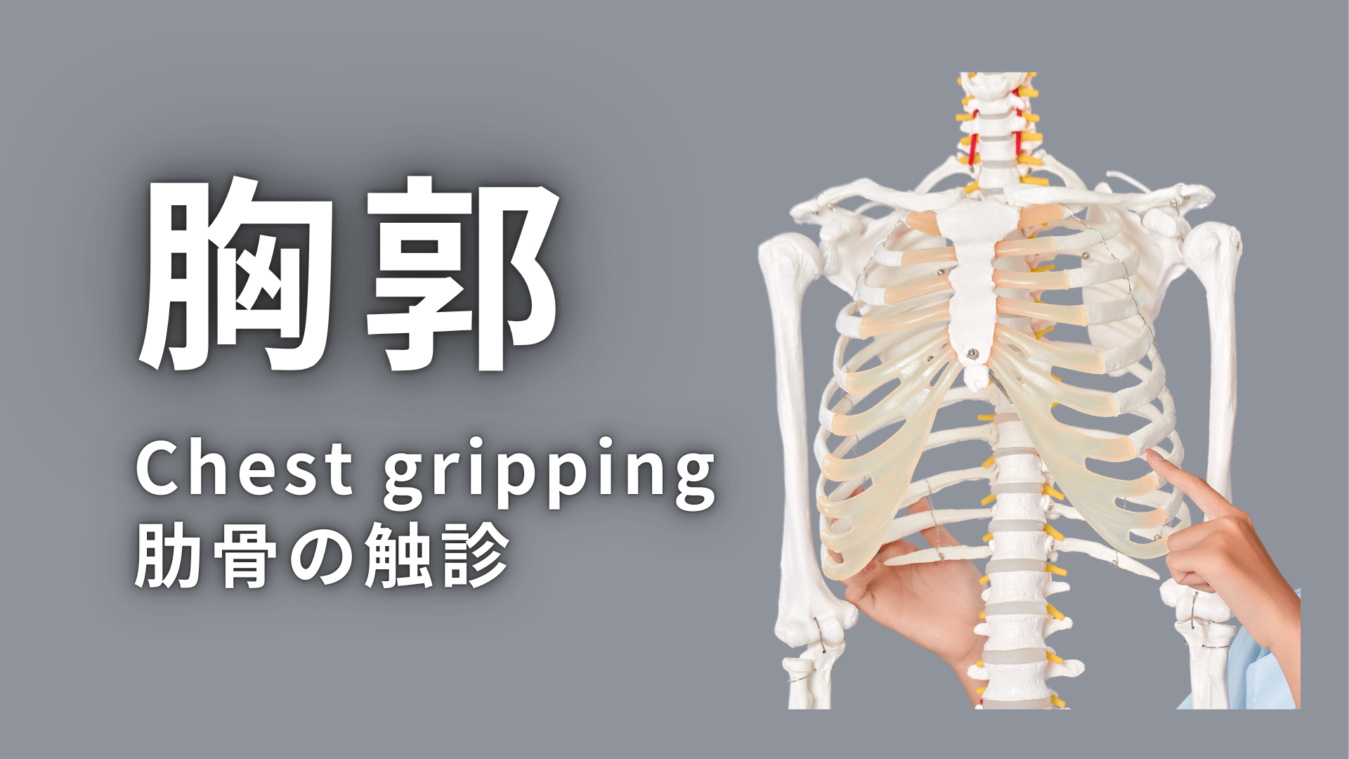胸郭のChest grippingと肋骨の触診