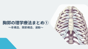 胸郭の理学療法まとめ①〜骨構造、関節構造、運動〜