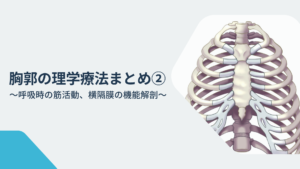 胸郭の理学療法まとめ②〜呼吸時の筋活動、横隔膜の機能解剖〜