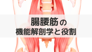 腸腰筋の機能解剖学と役割