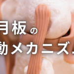 半月板の移動とメカニズム