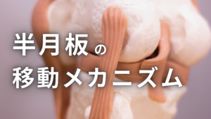 半月板の移動とメカニズム