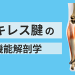 アキレス腱の機能解剖学