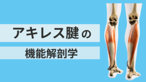 アキレス腱の機能解剖学