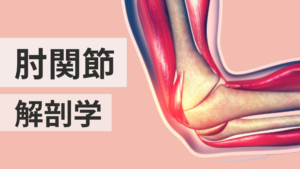 肘関節の解剖学
