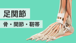 足関節の骨・関節・靱帯構造