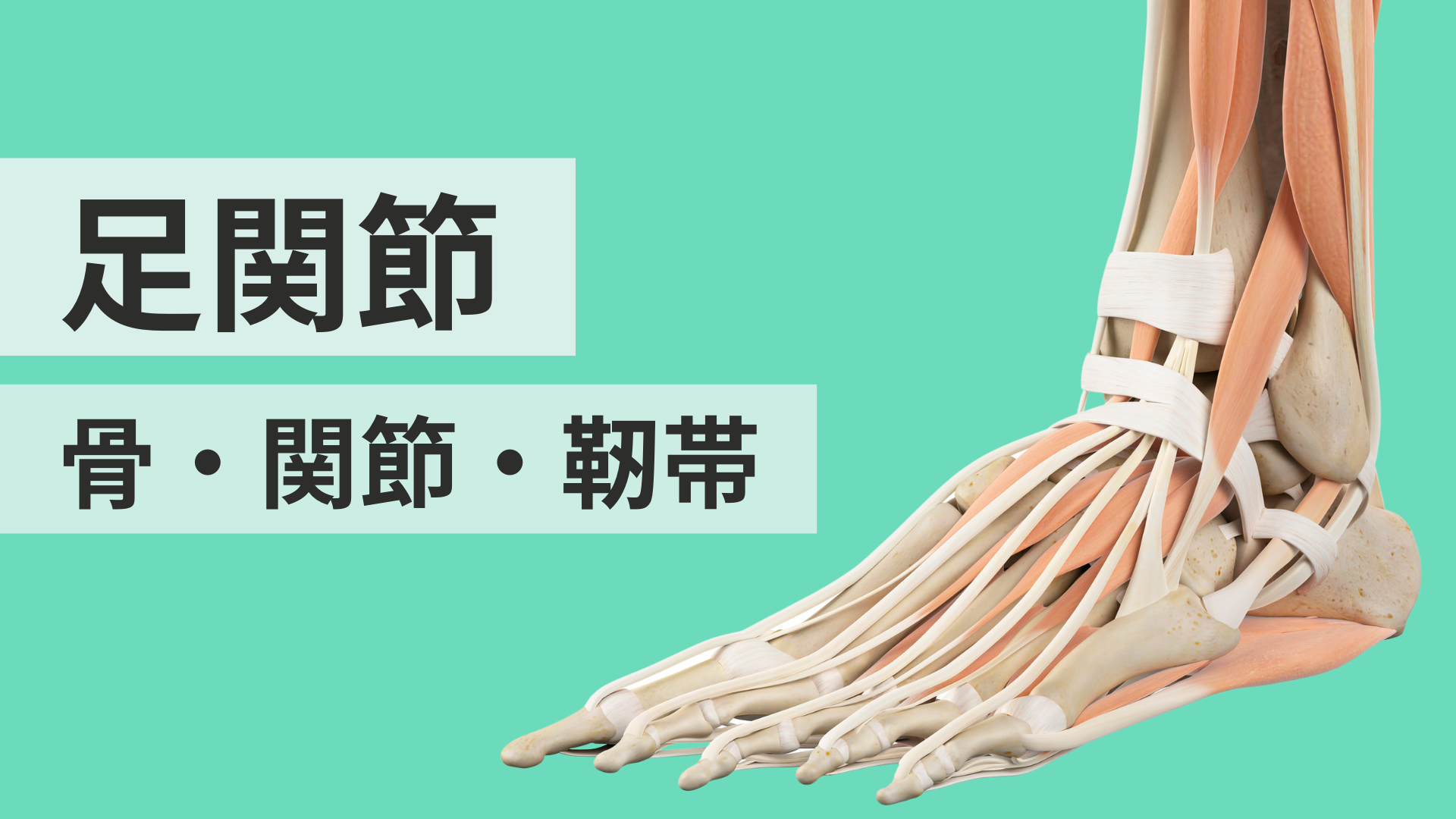 足関節の骨・関節・靱帯構造