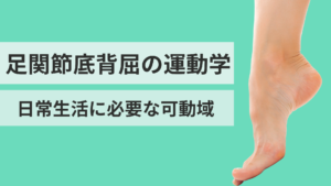 足関節底背屈の運動学と日常生活に必要な可動域 - forPT ONLINE
