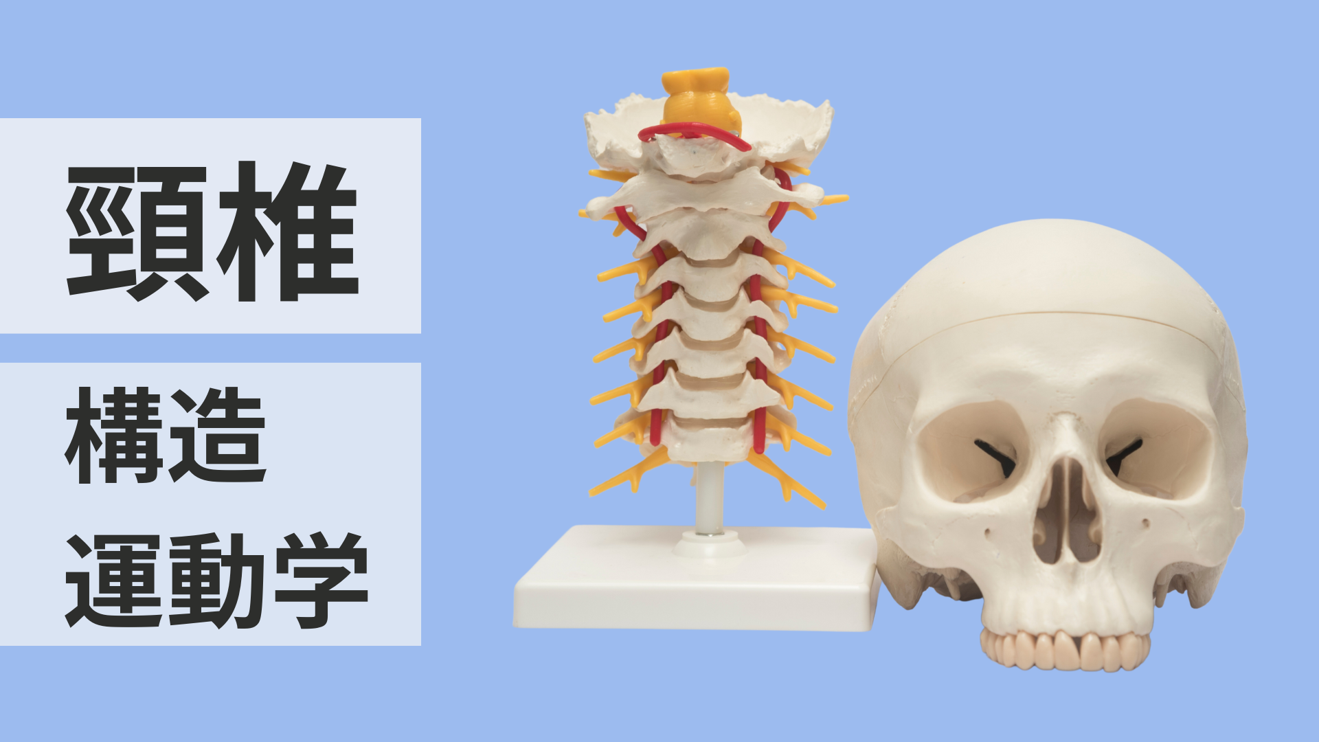 頸椎の構造と運動学