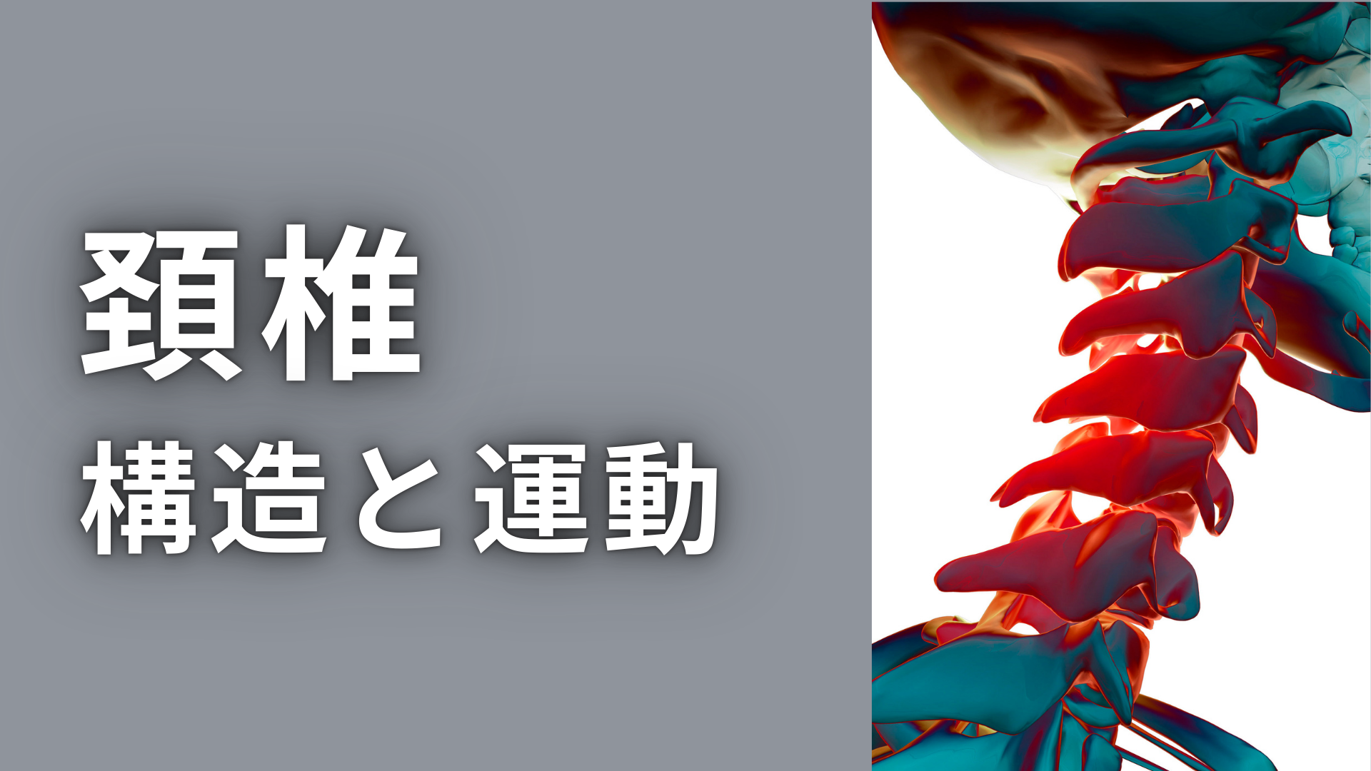 頸椎の構造と運動学