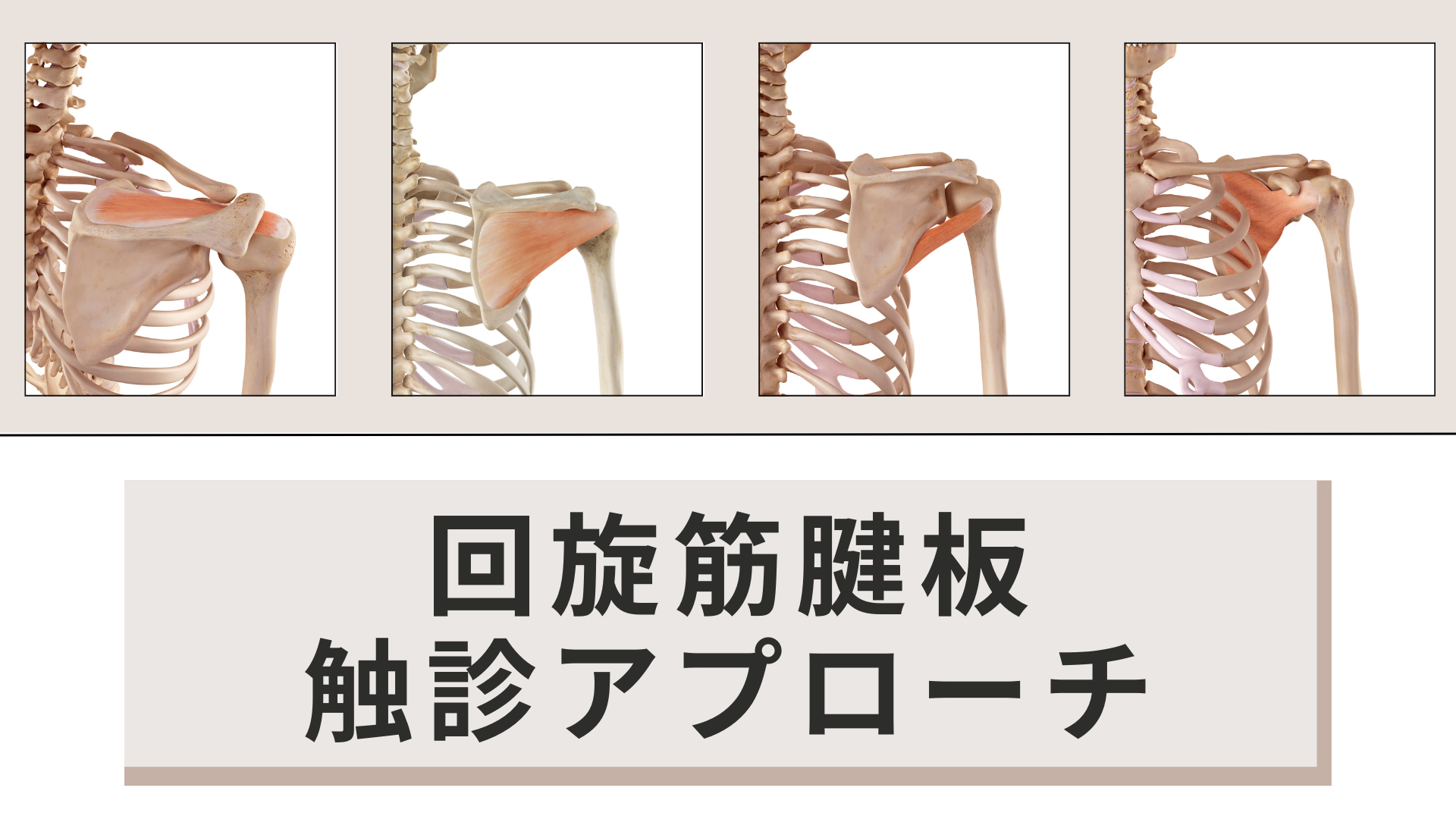 回旋筋腱板の機能解剖学と触診アプローチ