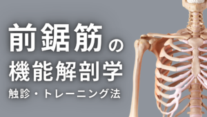 前鋸筋の機能解剖学と触診・トレーニング法