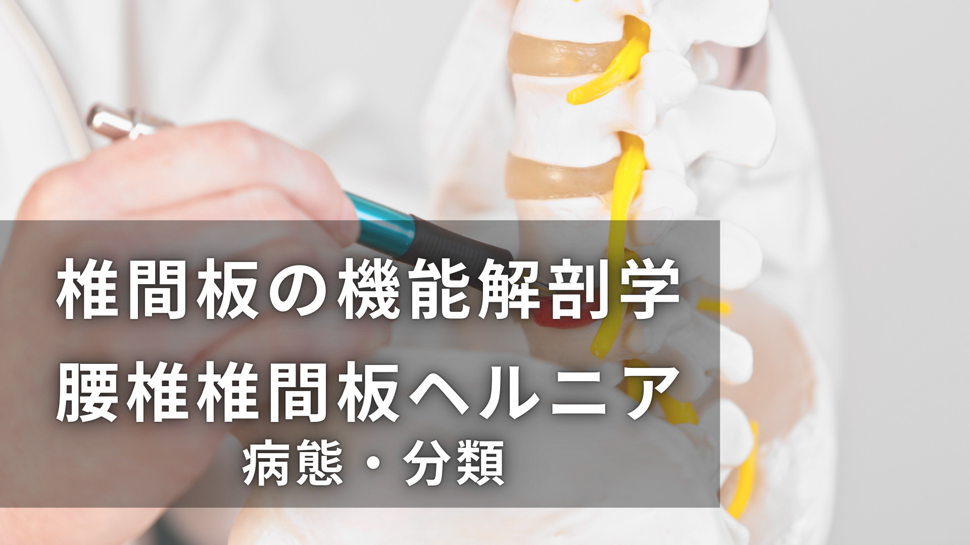 椎間板の機能解剖学と腰椎椎間板ヘルニアの病態・分類