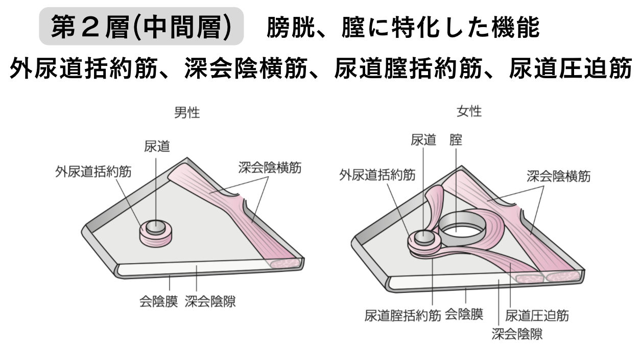 括約筋 