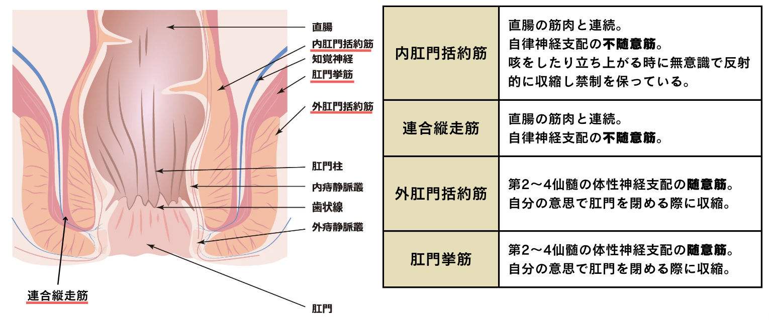 括約筋 骨盤底筋群の機能解剖学と触診・トレーニング - forPT ONLINE