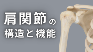 肩関節の構造と機能 - forPT ONLINE