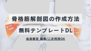 骨格筋解剖図の作成方法ー無料テンプレートDLー
