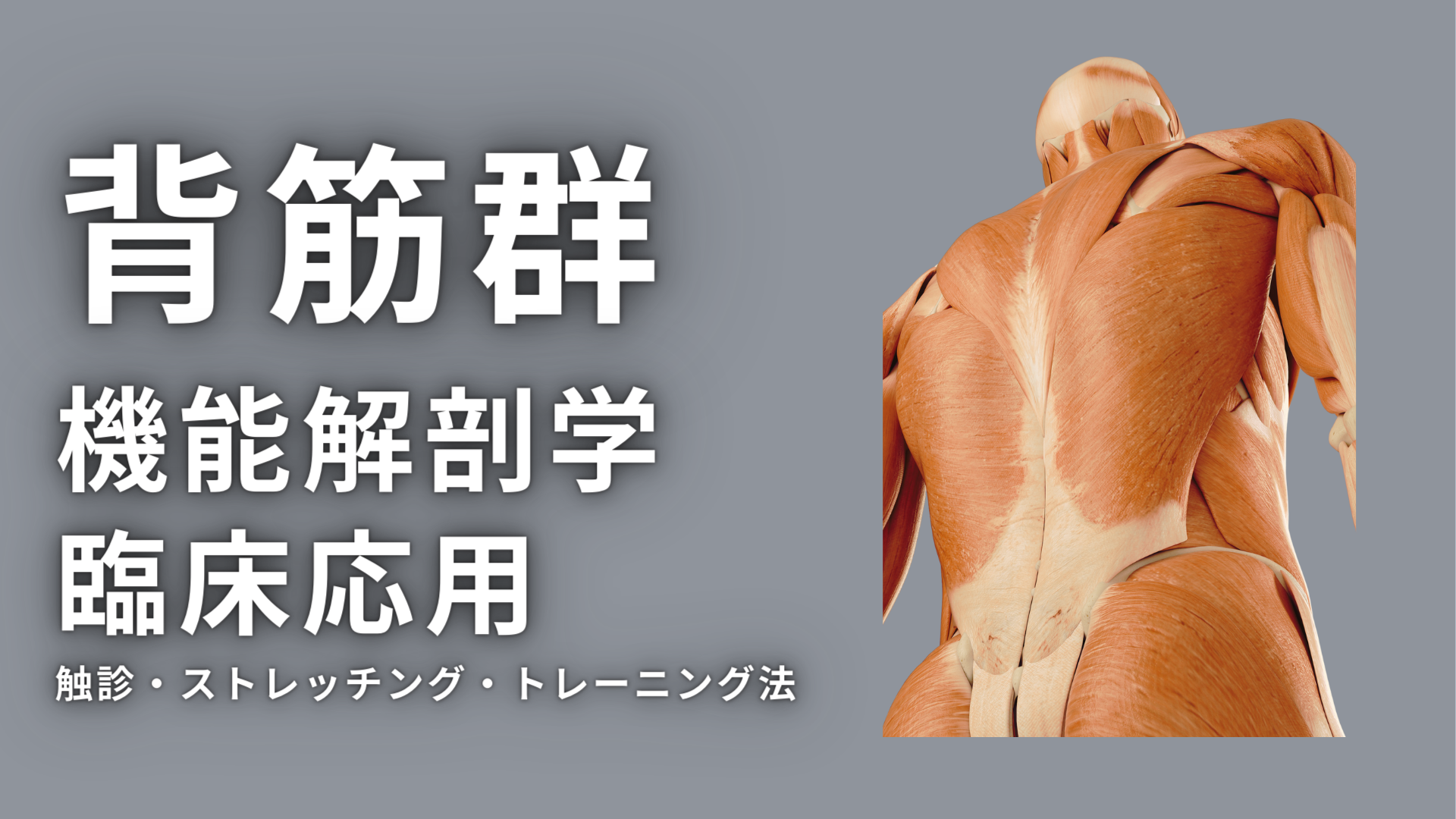 背筋群の機能解剖学と臨床応用（触診・ストレッチング・トレーニング）