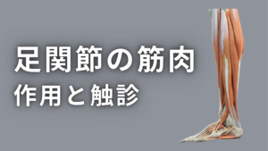 足関節の筋肉作用と触診