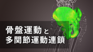 骨盤運動と多関節運動連鎖