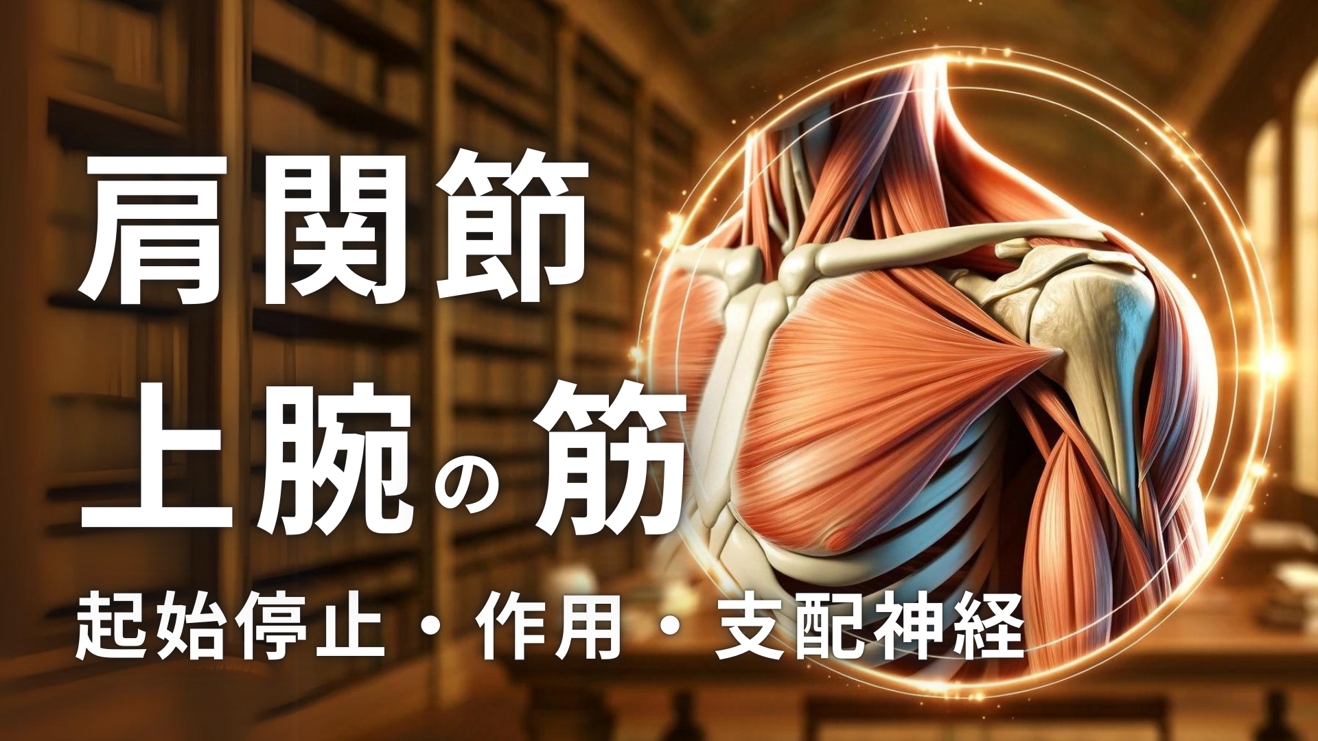 肩関節および上腕の筋肉の起始停止・作用・支配神経