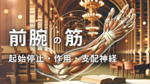 前腕の筋肉の起始停止・作用・支配神経