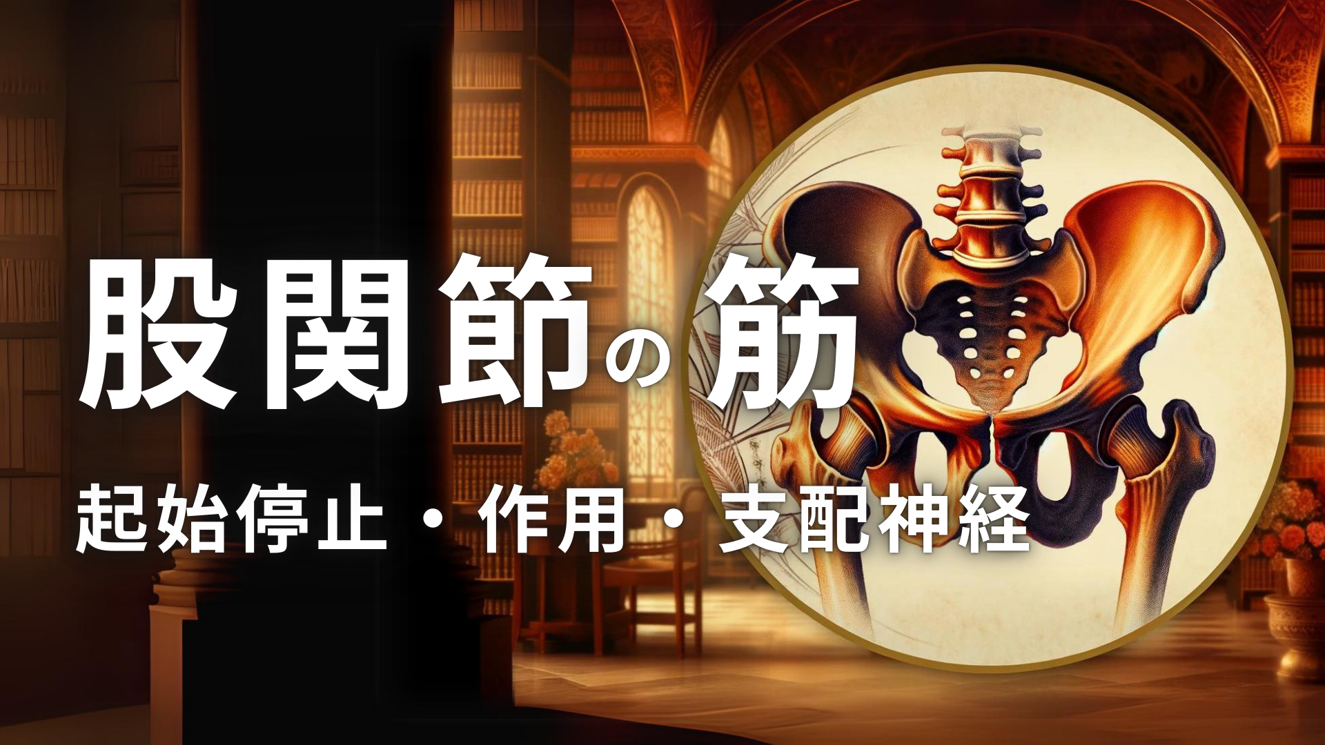 股関節の筋肉の起始停止・作用・支配神経