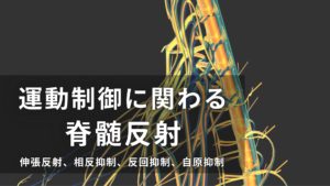 運動制御に関わる脊髄反射ー伸張反射、相反抑制、反回抑制、自原抑制ー