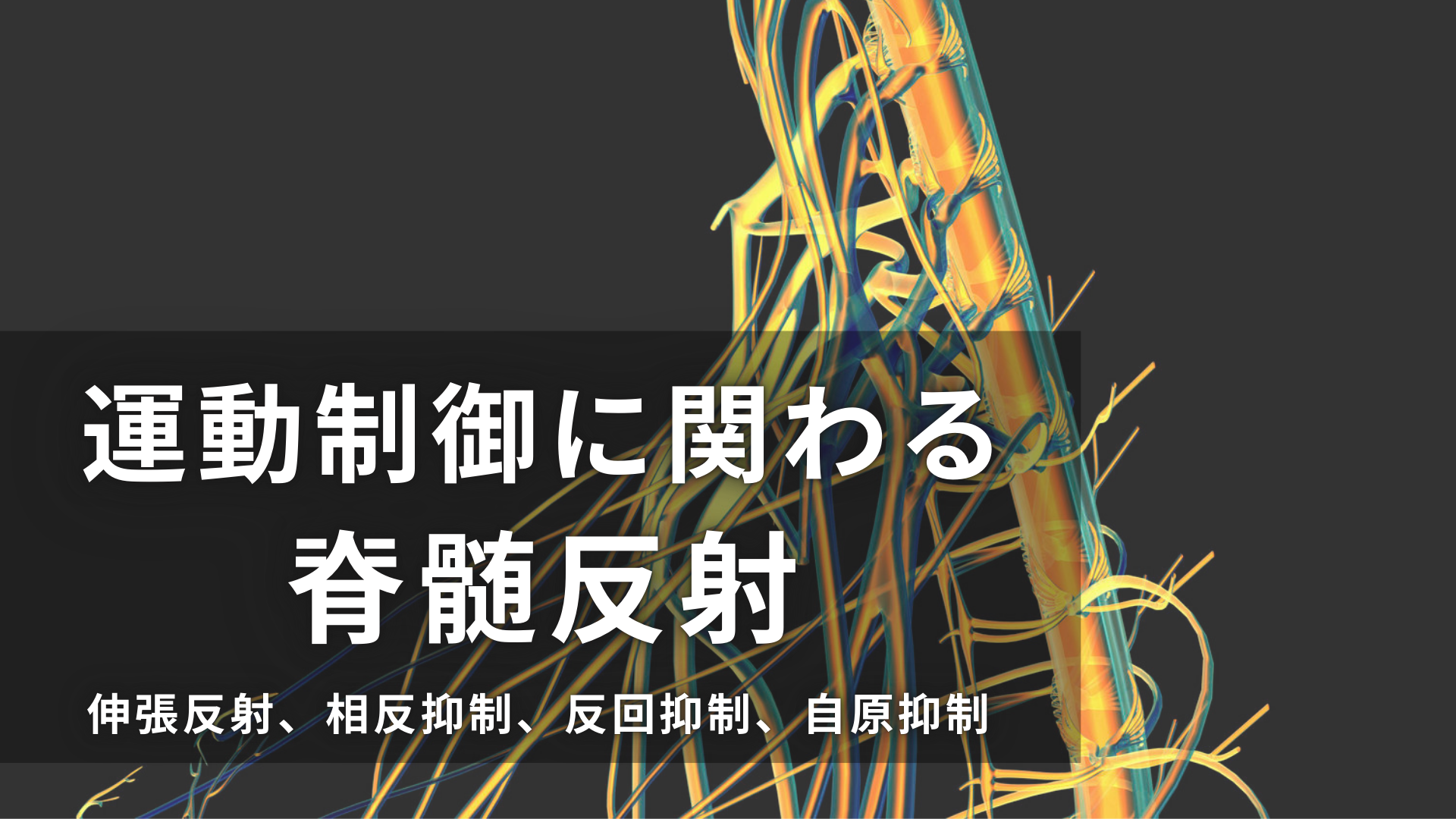 運動制御に関わる脊髄反射ー伸張反射、相反抑制、反回抑制、自原抑制ー